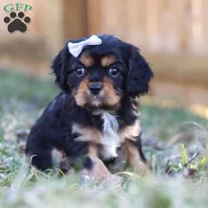 Betsy, Cavalier King Charles Spaniel Puppy